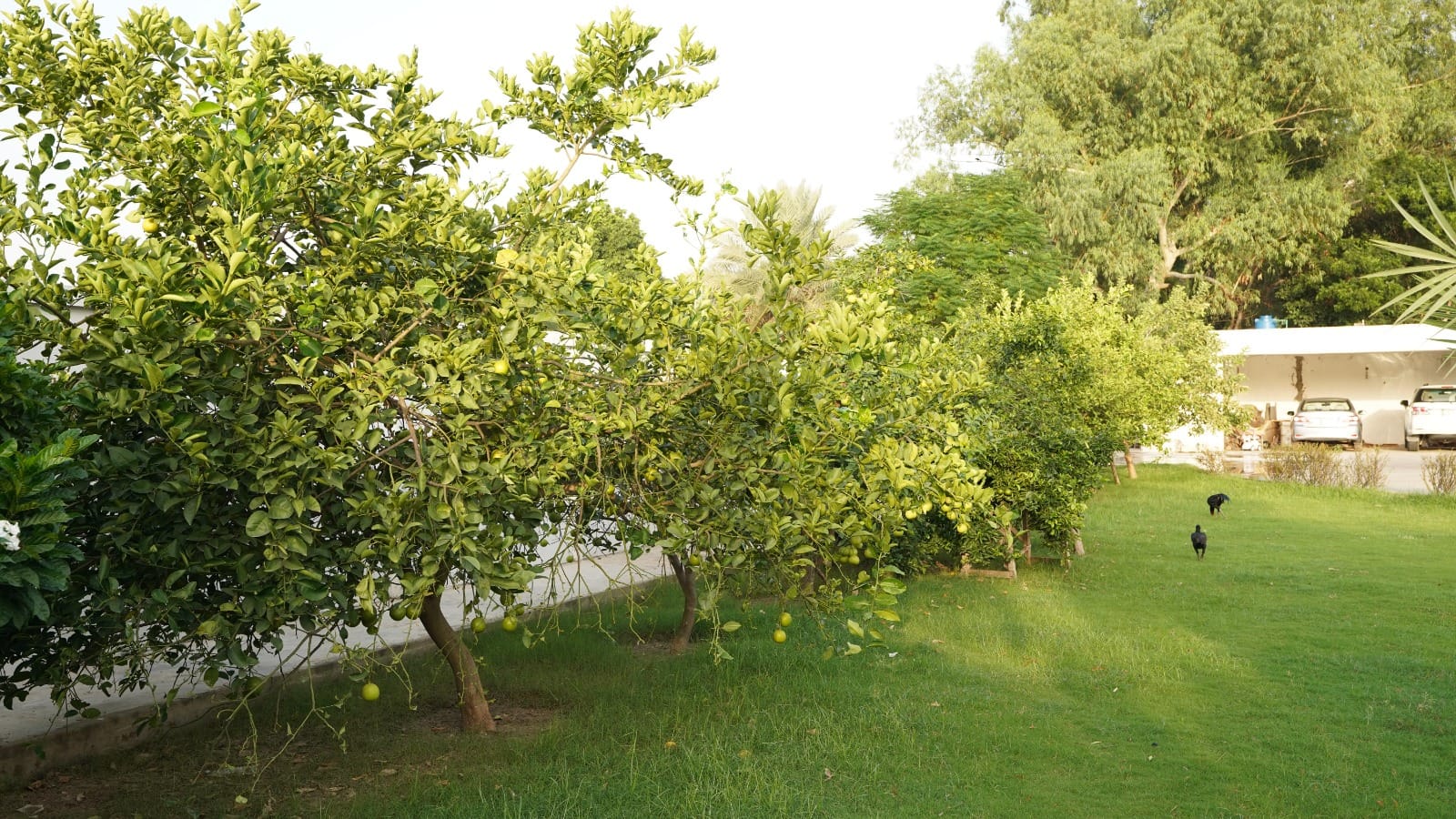 12 kanal farm house 🏡 available for sale 300 ft. Front Bedian Road in Thethar......Top Notch Location..........