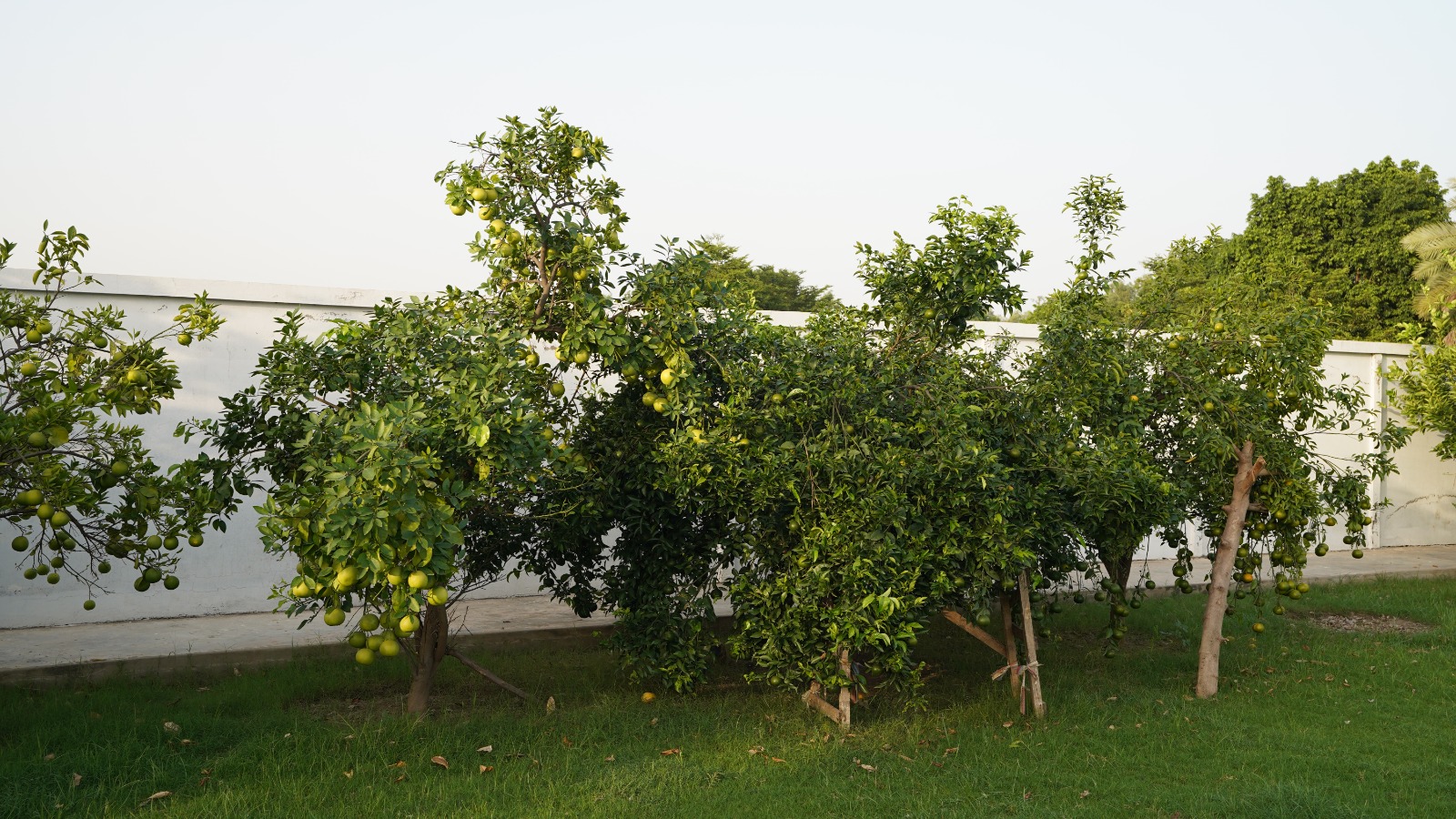 12 kanal farm house 🏡 available for sale 300 ft. Front Bedian Road in Thethar......Top Notch Location..........